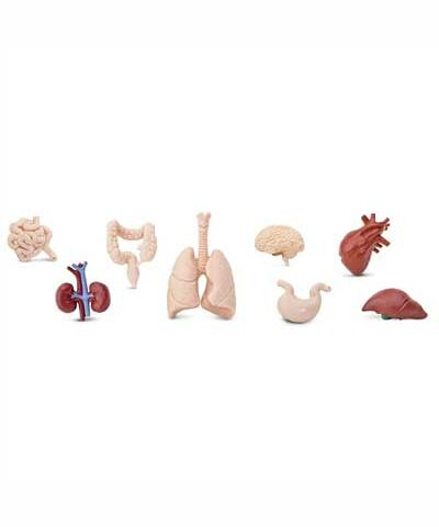 Orgány ľudského tela