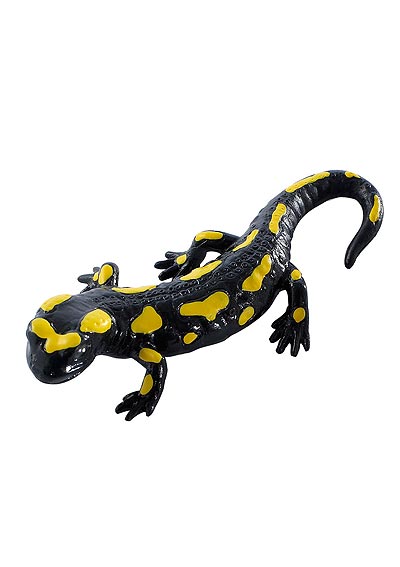 Salamandra škvrnitá