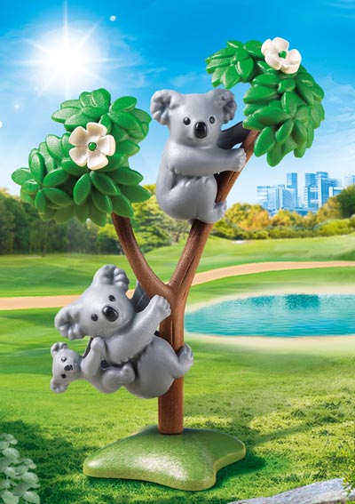 Koalas with cubs