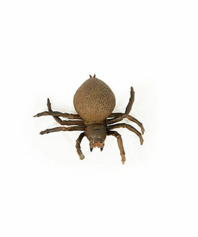 Strečový hnedý pavúk