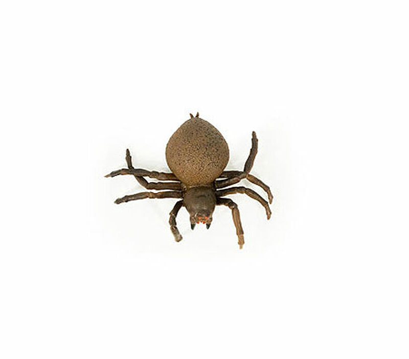 Strečový hnedý pavúk