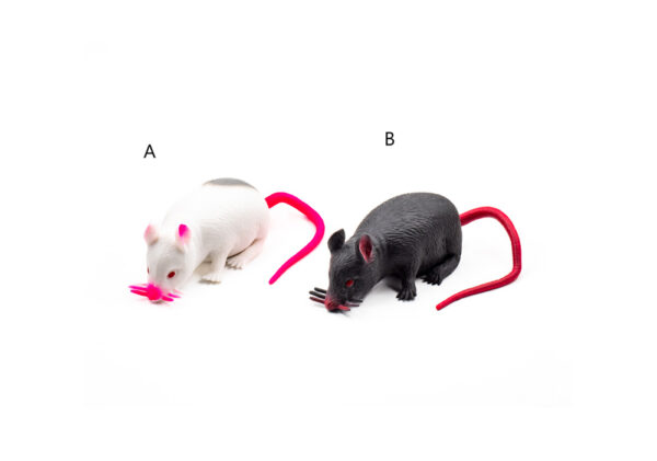 Potkan – biely/čierny