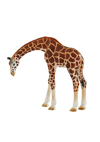 Skláňajúca sa žirafa