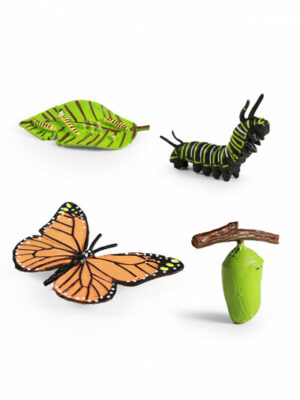 Životný cyklus – motýľ