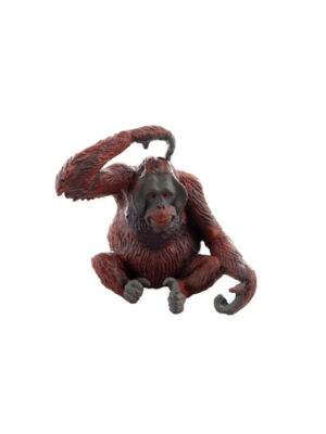 Orangutan – samec
